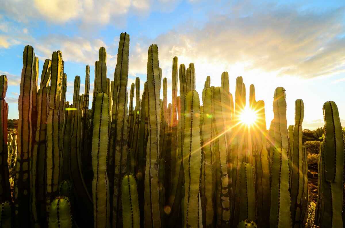 Cacti in the sun